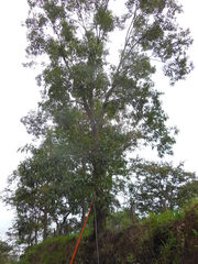 Quercus acutifolia