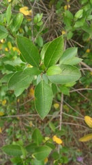 Rhamnus alaternus