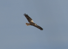 Circus aeruginosus
