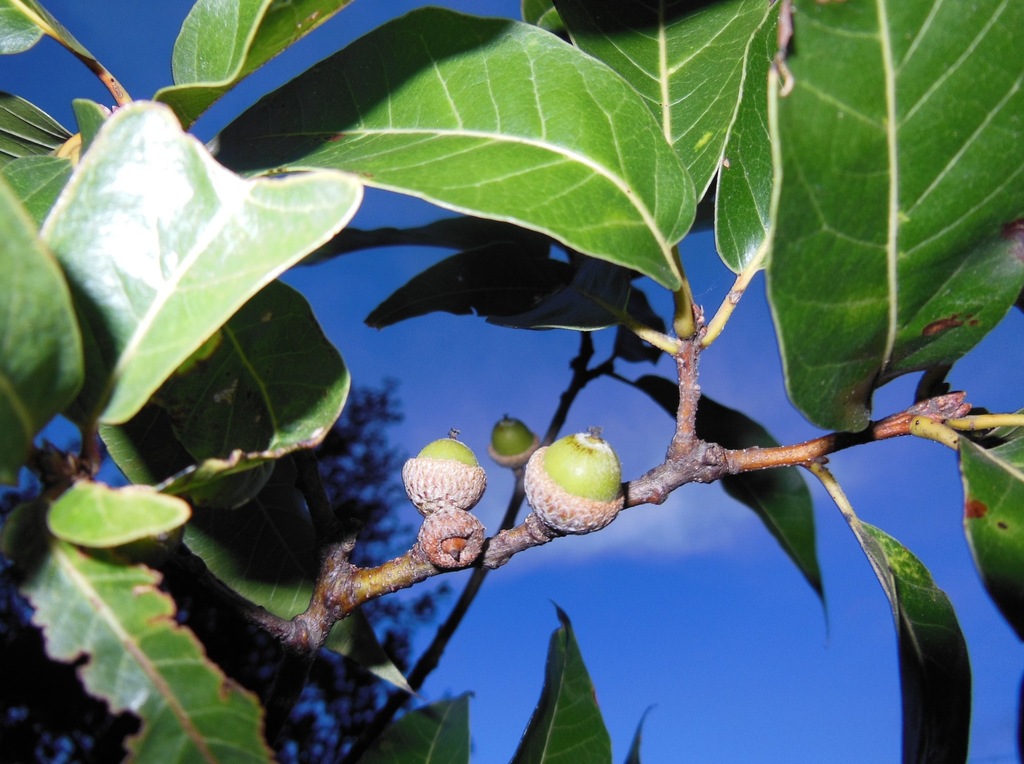 encino blanco (Vegetación de Taxco, Guerrero, México) · iNaturalist Mexico