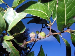 Quercus acutifolia