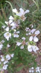 Diplotaxis erucoides