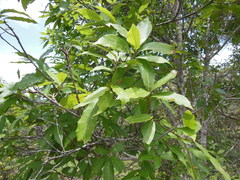 Quercus acutifolia