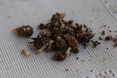 Reticulitermes aegeus