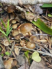 Mycena plumipes