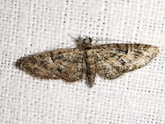 Eupithecia dodoneata