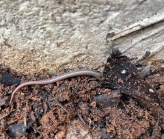 Ablepharus rueppellii