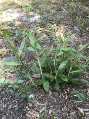 Pterocaulon