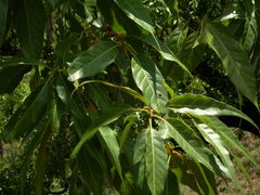 Quercus acutifolia
