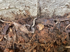 Ablepharus rueppellii