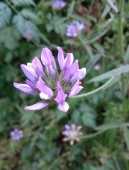 Bituminaria bituminosa