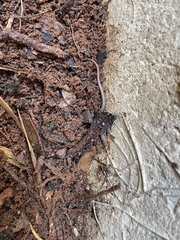 Ablepharus rueppellii