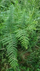 Pteridium aquilinum