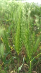 Hordeum murinum
