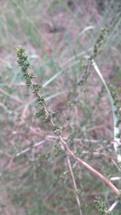 Asparagus acutifolius
