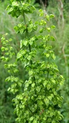 Rumex