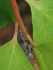 Aphis sambuci