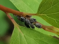 Aphis sambuci