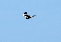 Circus aeruginosus