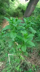 Phytolacca americana