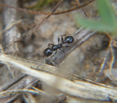 Temnothorax pergandei
