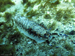 Cerberilla affinis