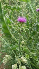 Silybum marianum
