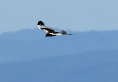 Circus aeruginosus