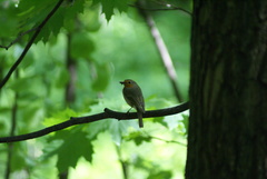 Erithacus rubecula