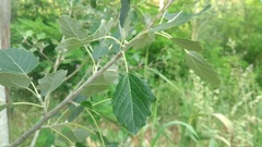 Populus alba