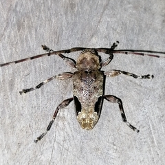 Hylettus seniculus