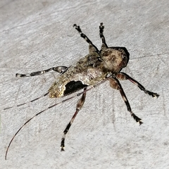 Hylettus seniculus
