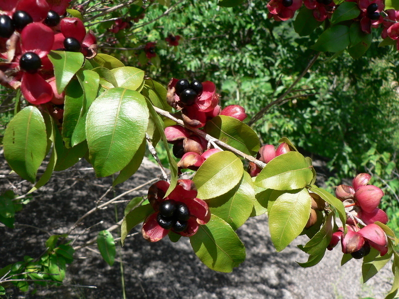 Brackenridgea