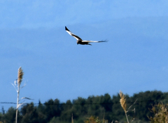 Circus aeruginosus