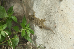 Tarentola mauritanica