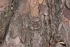 Acanthocinus griseus