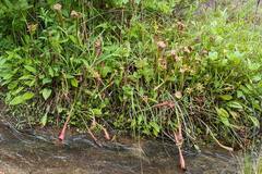 Sarracenia jonesii
