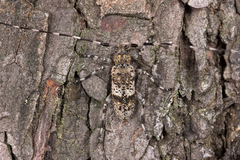 Acanthocinus griseus