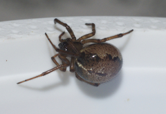 Enoplognatha marmorata