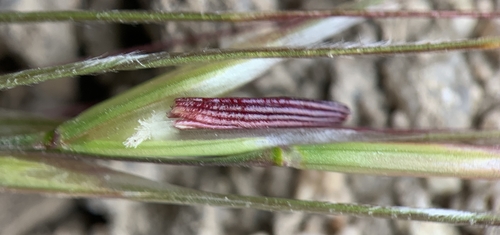Image of Thurber's Needlegrass (Eriocoma thurberiana) by (c) mark-groeneveld, some rights reserved (CC BY)