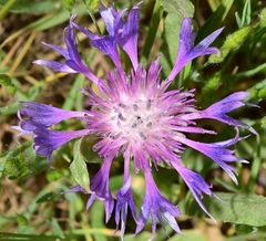 Centaurea graminifolia