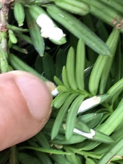 Pulvinaria floccifera