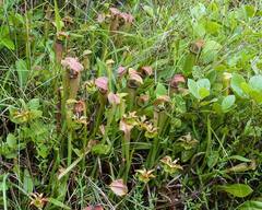 Sarracenia jonesii