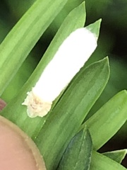 Pulvinaria floccifera