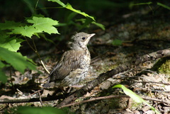 Turdus pilaris