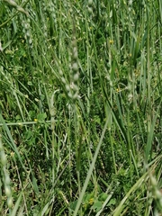 Aegilops ventricosa