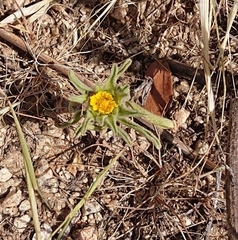Asteriscus aquaticus