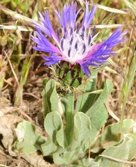 Centaurea graminifolia