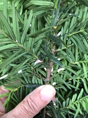 Pulvinaria floccifera