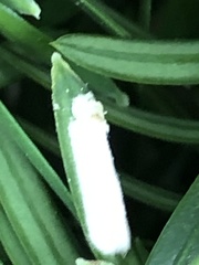 Pulvinaria floccifera